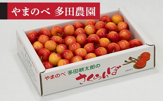 【令和8年産】 レーニア バラ詰 700g やまのべ多田耕太郎のさくらんぼ F2Y-4569