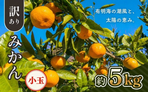 ご家庭用 小玉 みかん 約 5kg | 熊本県 熊本 くまもと 和水町 なごみ 柑橘 柑橘類 みかん 訳あり 規格外 不揃い 家庭用 きず ずれ キズ スレ 5kg