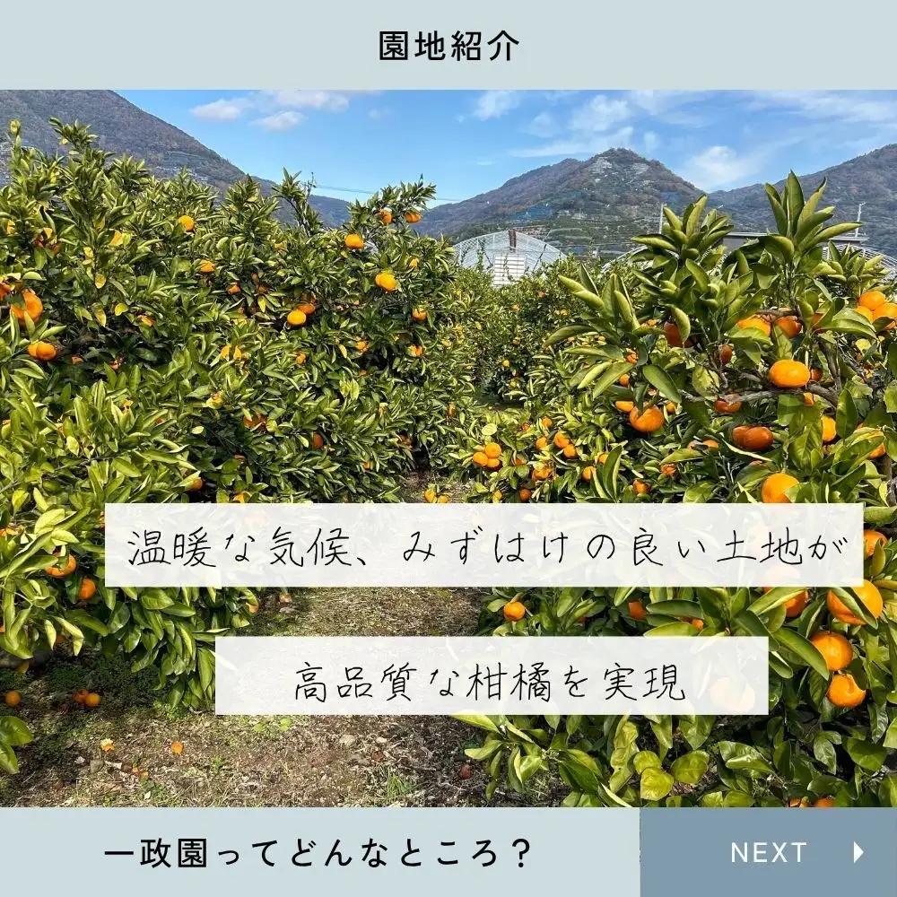 【ふるさと納税】【先行予約】有田みかん 早生 温州みかん 2.6kg（箱込み3kg）家庭用 S～Lサイズ おまかせ 柑橘 フルーツ みかん 産地直送 お取り寄せ 送料無料 温州ミカン