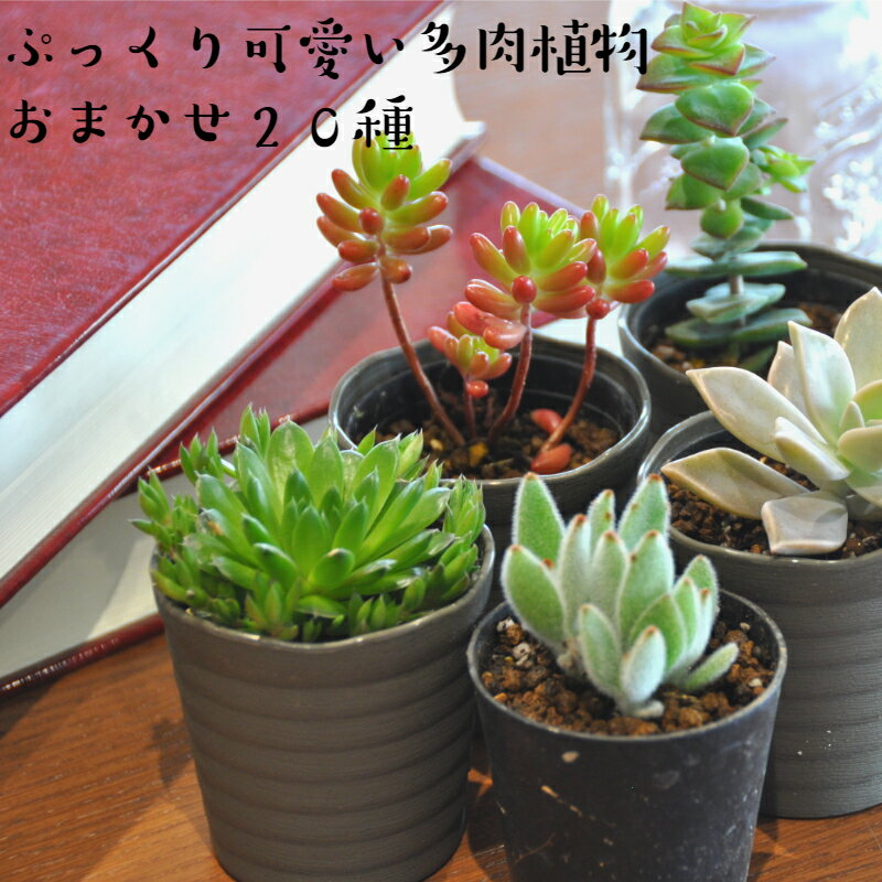 【ふるさと納税】レビュー高評価！おまかせ 多肉植物 詰め合わせ（20種） 植物 観葉植物 インテリア 癒やし セダム エケベリア クラッスラ セネシオ アエオニウム アロエ カランコエ ハオルチア コチレドン ポーチュラカリア リプサリス (A160-1)