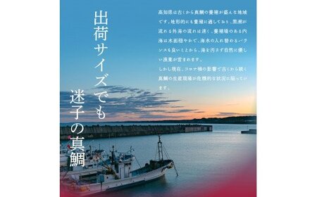 訳あり 真鯛 漬け丼 1食80g×5P＋ 訳あり カツオのたたき 600g以上 【海鮮セット】