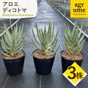 【ふるさと納税】アロエ ディコトマ 3株 Aloidendron dichotomum（Aloe dichotoma）長与町／アグリューム[EAI145]