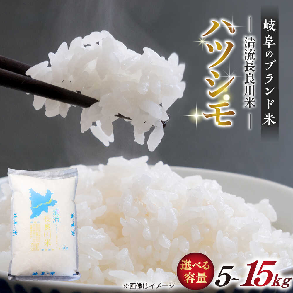 【ふるさと納税】＼キャンペーン対象／【選べる容量】【R7年産】岐阜ハツシモ 名水100選に選ばれた長良川中流の水で育った「清流長良川米」 ハツシモ はしつも 長良川 清流米 すし飯 冷めても美味しい お米 米 こめ 白米 5kg 10kg 15kg 10キロ 岐阜市/森ライス [ANCU003]