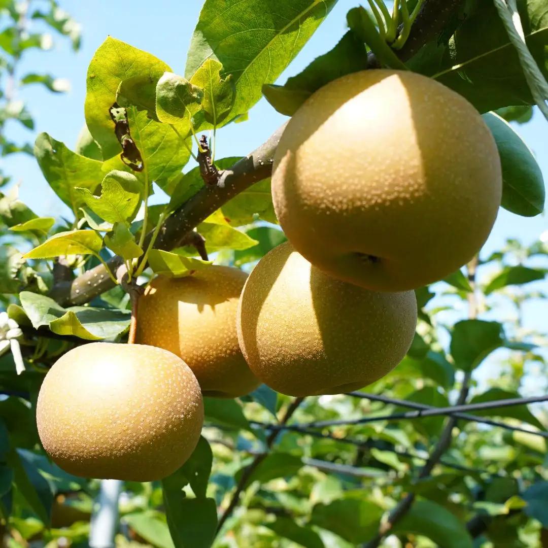 先行予約 和梨 あきづき 約3kg(5~9個) 新潟県産 梨 三条市 小野里果樹園