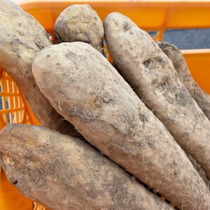 【訳あり】十勝豊頃産ながいも8.0kg 【2026年初冬出荷】【植村農場】《12月上旬出荷》