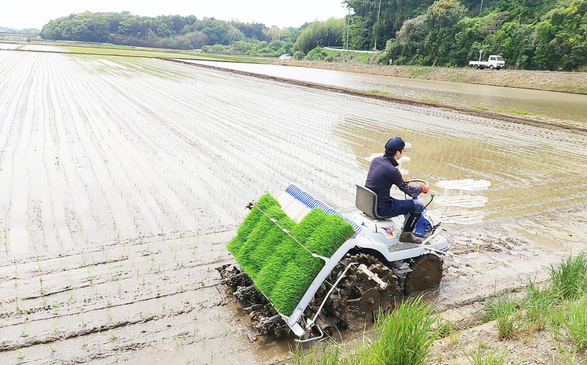 【お米定期便】令和7年産 市左衛門農場コシヒカリ5kg ×6回【 米 こめ こしひかり コシヒカリ ご飯 白米 精米 定期便 30kg 令和7年産 茨城県 つくば市 】
