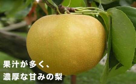 【訳あり】南水 約3kg 6～10玉  [おぶせファーマーズ]  梨 なし フルーツ 果物 ワケアリ 傷 キズ 不揃い 規格外 家庭用 クール便 冷蔵便 長野県産 信州 先行予約 数量限定 【2026