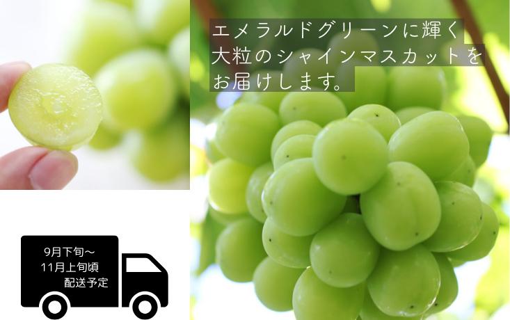 大粒で高糖度、酸味が少なくまろやかな甘みです。