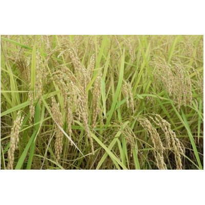 ふるさと納税 南魚沼市 南魚沼産塩沢はちみつ米 10kg |  | 02