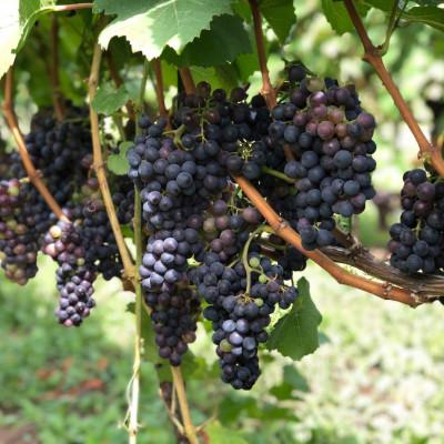 ふるさと納税 高山村 【ワイン農家のワイン】チャオ チャオ ロッソ 2023 メルロー1本 |  | 01