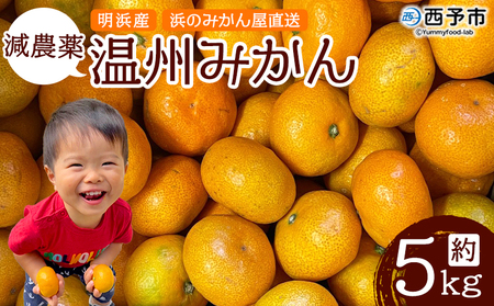 ＜減農薬温州みかん 約5kg 浜のみかん屋 直送＞ 明浜産 果物 フルーツ みかん オレンジ 柑橘 蜜柑 特産品 愛媛県 西予市【常温】『2025年11月上旬～12月中旬迄に順次出荷予定』AHM0007