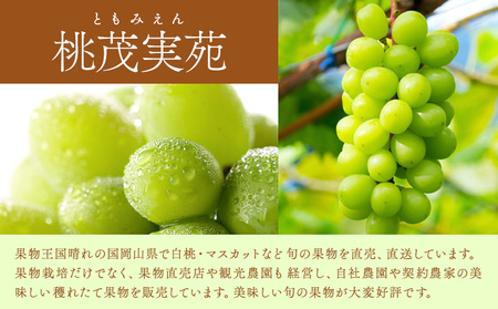 【2026年先行予約】シャイン マスカット 晴王 2房（1房550g以上）マスカット ブドウ 葡萄 岡山県産 国産 フルーツ 果物 ギフト 桃茂実苑《7月上旬-8月中旬頃出荷》岡山県 浅口市 フルーツ