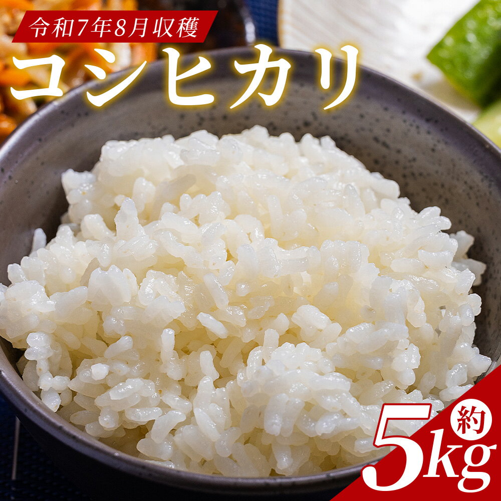【ふるさと納税】令和7年産 コシヒカリ 約5kg - 国産 高知県産 精米 白米 お米 米 こめ コメ こしひかり ご飯 ごはん おにぎり 食品 どぶろく工房香南 高知県 香南市【常温】