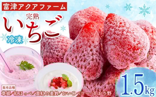富津アクアファーム　冷凍完熟いちご 1.5kg　いちご フルーツ 果物 完熟 ストロベリー ベリー 冷凍 アクアファーム おすすめ 数量限定 章姫 紅ほっぺ 真紅の美鈴 おいCベリー かおり野 ヨーグルト スムージー ジャム お菓子 おやつ 氷いちご 房総 千葉県 富津市