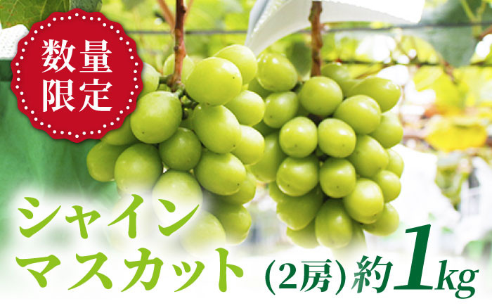 
                  シャインマスカット 【先行予約】西海シャイン物語 約1kg（2房）＜山田果樹園＞[CCX001] 長崎 西海 シャインマスカット マスカット ぶどう 高糖度 ますかっと 果物 フルーツ 贈答
                