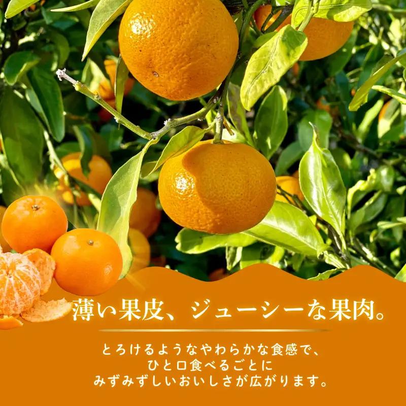 みかん ハウスみかん 2.7kg 傷み補償付き200g みかん 柑橘 フルーツ 果物 みかん ミカン みかん 蜜柑 オレンジ 徳島県 阿南市