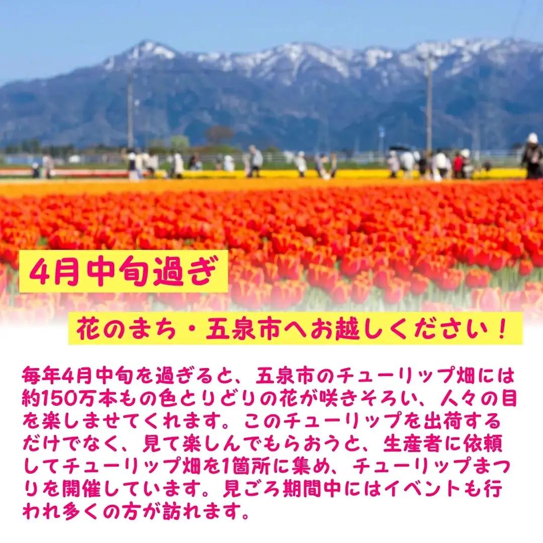 【期間限定】チューリップ球根（特大球）100球入 | 新潟県 球根 五泉市