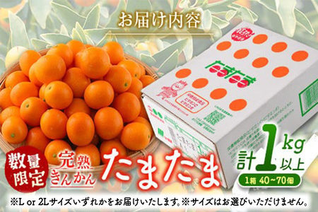 先行予約 完熟きんかん たまたま 計1kg以上 (1kg×1箱) 希少 期間限定 数量限定 フルーツ 果物 くだもの 柑橘 金柑 国産 食品 大粒 宮崎ブランド おすすめ デザート おやつ ギフト 贈