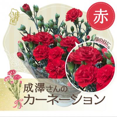 ふるさと納税 庄内町 【5月初旬より順次発送】成澤さんのカーネーション 赤(入金期限:2026.4.30) 母の日