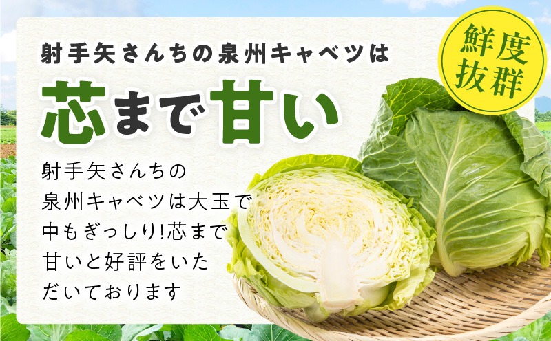 G1624 【先行予約】射手矢さんちの泉州キャベツ 5kg【家計応援 2～5玉 新鮮 野菜 やさい 射手矢農園 高評価 訳あり サイズ不揃い 数量限定 TVで紹介！】