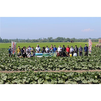 大潟村産かぼちゃ「くり大将」約2.5kg【配送不可地域：離島・沖縄県】