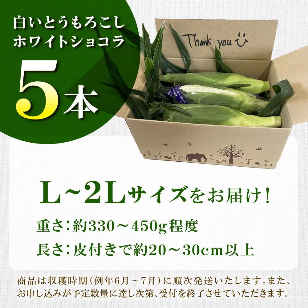 【先行予約】 白いとうもろこし 5本 ホワイトショコラ とうもろこし  [BDAX001]