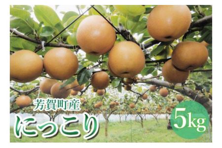 【先行予約】「にっこり」 梨 5kg 箱 6～8玉 栃木県 芳賀町産 ｜ なし ナシ フルーツ 果物 送料無料 ※離島への配送不可 ※2025年10月上旬～11月上旬頃に順次発送予定 ｜ 梨 にっこり