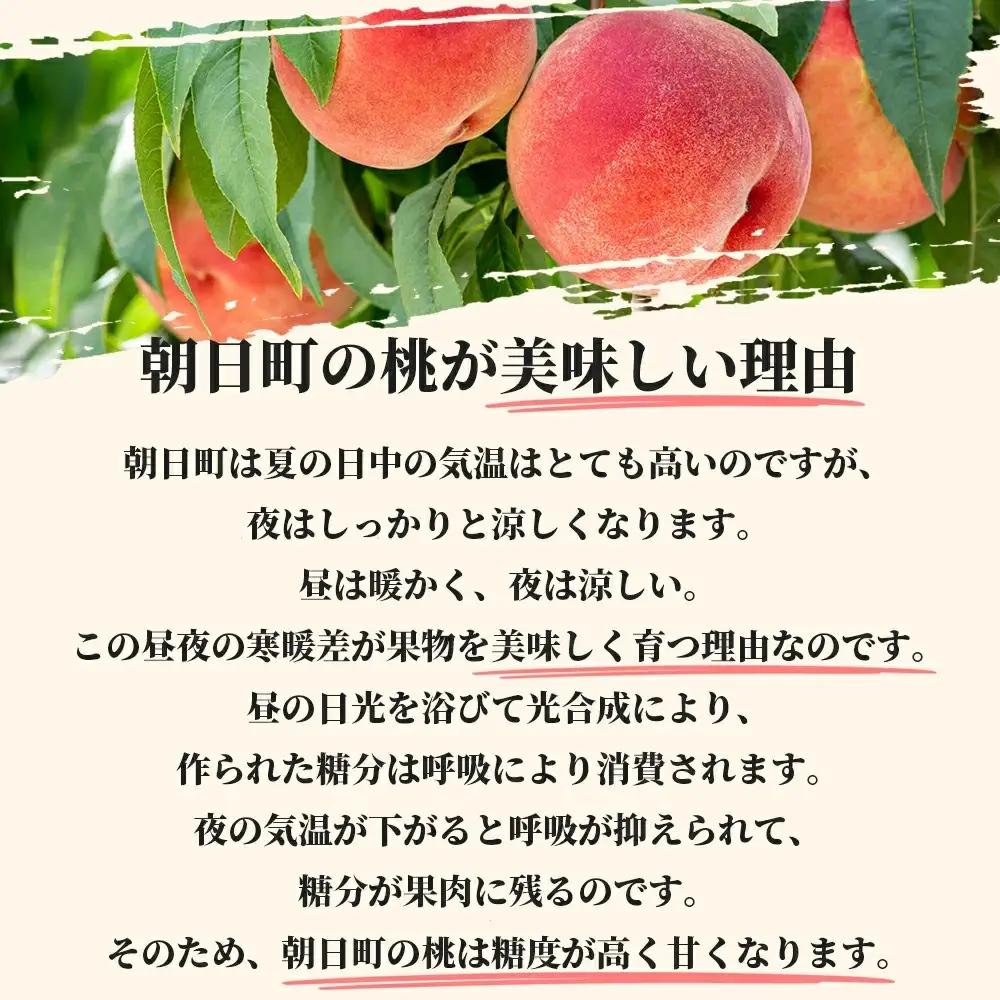 白桃 【 ご家庭用 訳あり 】 3kg 【2026年8月中旬発送】山形県 朝日町産 農家直送 山形産 家庭用 もも モモ 桃 ピーチ 果物 フルーツ 夏