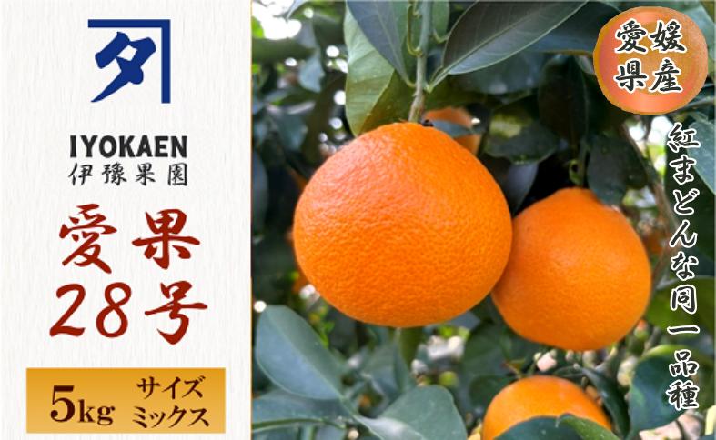 みかん 愛果28号 サイズミックス  約5kg ご家庭用 【11月下旬から順次発送予定】 紅まどんなと同一品種 愛媛 人気 柑橘 国産 フルーツ 伊豫果園 伊予市｜C107
