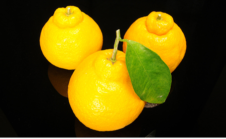 【四季のジャム】三宝柑 2個セット