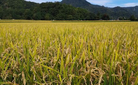 【令和6年産 6ヶ月定期配送】（無洗米4kg）食べ比べセット（ゆめぴりか、ななつぼし） SBTD139