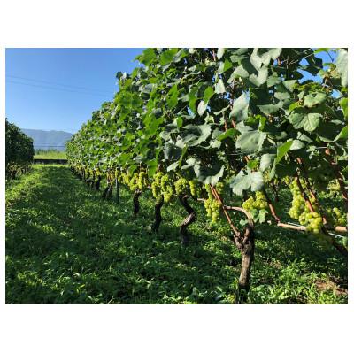 ふるさと納税 高山村 高山村産　赤ワイン　レーヴドヴァン『Reve de Vin　メルロー2023』750ml |  | 03