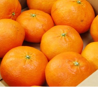 【先行予約】【発送期間:2027年2月～なくなり次第終了】【訳あり】甘平 1.5kg サイズミックス