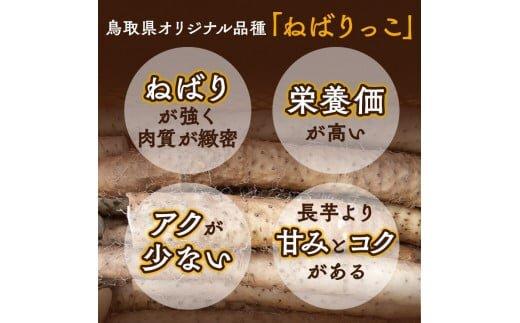 321.≪先行受注≫ ねばりっこ　3～4本 ｜ 新芋 ながいも 長芋 鳥取県産 鳥取県オリジナル品種 山芋　※2026年11月上旬～2026年4月中旬頃に順次発送予定