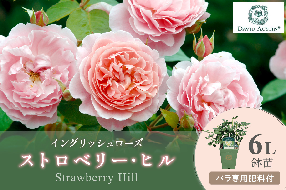 【イングリッシュローズ】デビッド・オースチン ストロベリー・ヒル 6L鉢苗（バラ専用肥料付）【025D-013】