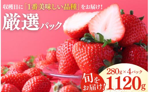 【先行予約 2027年発送】 いちご 恋みのり かおり野 福岡S6号 堅しろう 4パック こだわり いちご イチゴ strawberry 苺 新鮮 朝摘み 朝採り 産直 産地直送 安心安全 ichigo itigo いちご 苺 果物 フルーツ くだもの ギフト プレゼント 贈物 贈答 ケーキ ふるさと納税 ふるさと納税苺 いちご 静岡県 南伊豆町 みなみのいちご園　　<AA-4>