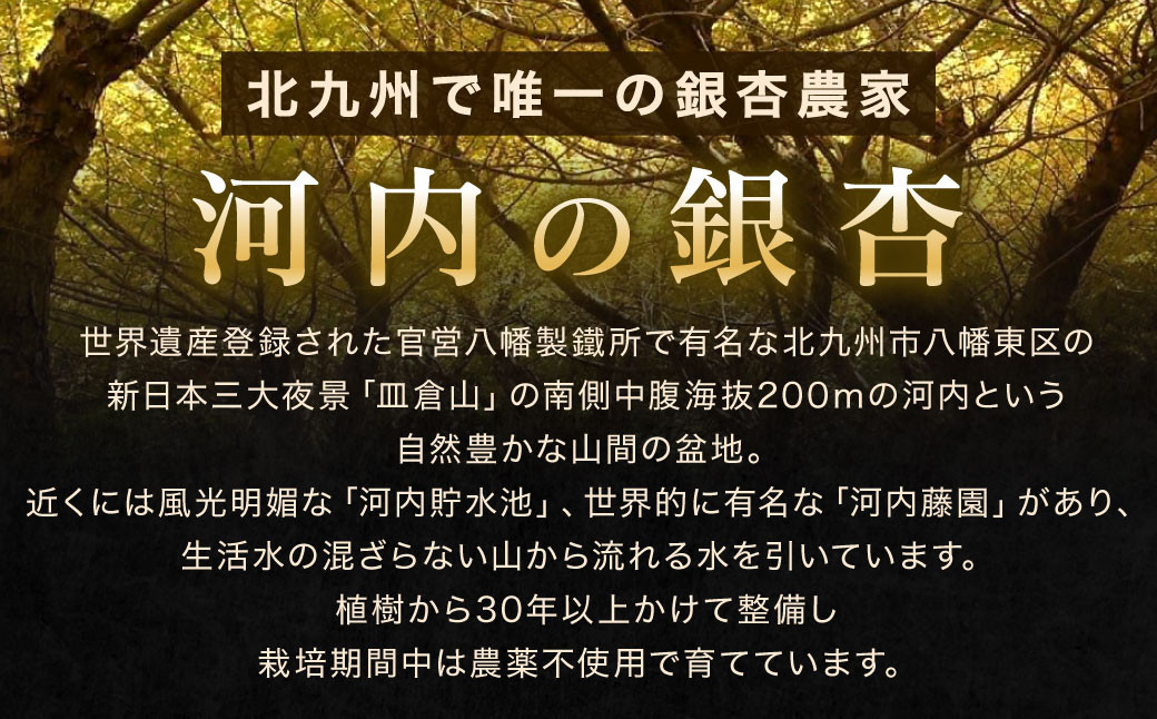 北九州河内の銀杏 200g
