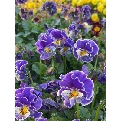 ふるさと納税 高松市 花摘むティー |  | 01