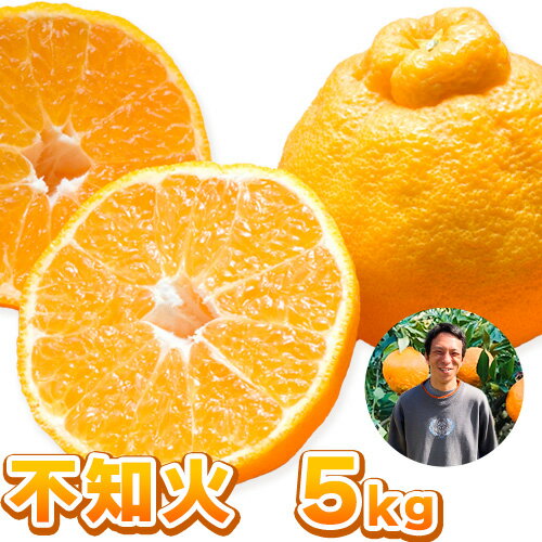 【ふるさと納税】まーくん家の不知火 5kg 《2月末-3月下旬頃出荷》 和歌山県 紀の川市 柑橘 きただ農園まーくん家 化学肥料・除草剤不使用　しらぬい