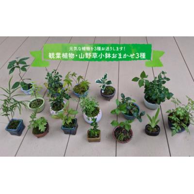 ふるさと納税 佐川町 【お任せ3種】ミニ観葉植物