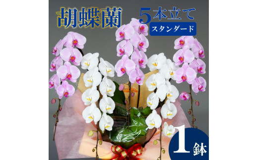 胡蝶蘭 5本立て 紅白 スタンダード  お祝い 須崎洋蘭園 SY011_x