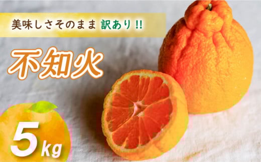 【2026年4月上旬より発送】 訳あり不知火 5kg