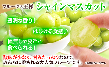 【令和7年度産先行予約】 【3回定期便】マスカット シャインマスカット 約2kg(3~5房)《8月下旬-10月下旬頃出荷》たたらみねらる ギフト 糖度18度以上 フルーツ 種無し ぶどう 葡 Y&G．