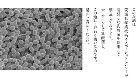 真壁 MAKABE 火入れ 500ml 地酒 純米吟醸 日本酒 米 村井醸造 国産 乳酸菌 お酒 [ET002sa]