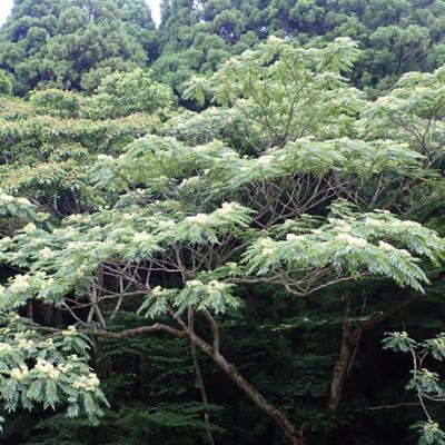 ふるさと納税 猪名川町 猪名川の百花はちみつ(烏山椒) |  | 02