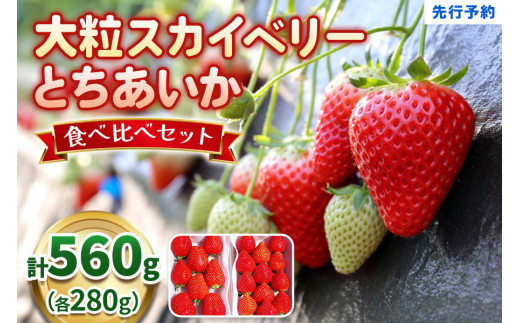 【12月以降発送】大粒スカイベリー＆新品種とちあいか 食べ比べセット 560g 澳原いちご農園  | いちご 苺 イチゴ フルーツ 果物 産地直送 栃木県産