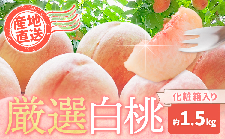 【先行予約】和歌山の厳選白桃【白鳳・清水白桃・川中島白桃 等】化粧箱入り 約1.5kg 池田鹿蔵農園《7月上旬-8月中旬頃出荷》和歌山県 日高町 厳選 白桃 和歌山県産 白鳳 清水白桃 川中島白桃 桃 もも 果物 【配送不可地域あり】