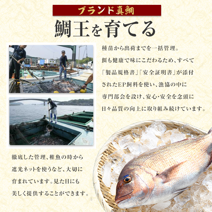 長島町特産「鯛王」(2匹・約2.4kg) 産地直送 新鮮 旨味が抜群の 長島町 特産品 ブランド 真鯛 一匹 刺身 鯛めし 鯛茶漬け 鯛しゃぶ 鮮魚 冷蔵 【JFA】_jfa-22