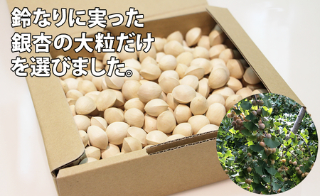 大粒銀杏 (殻付き) 600g 江里口加工所 ぎんなん 旬の食材 銀杏 秋の味覚  A060-016