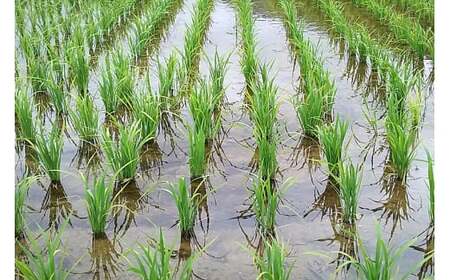 《令和7年産 新米予約》【白米】ササニシキ 15kg(5kg×3袋) 秋田県 由利本荘市産 令和7年産 真空パック 岩城町農園